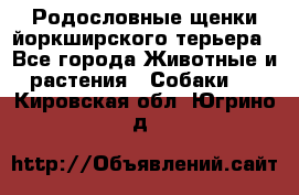 Родословные щенки йоркширского терьера - Все города Животные и растения » Собаки   . Кировская обл.,Югрино д.